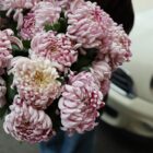 Хризантема Виена сиреневая Фото 2