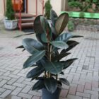 Фикус Абиджан Фото 2
